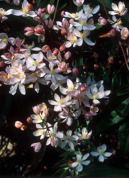 © Hortival Diffusion - Tous droits réservés