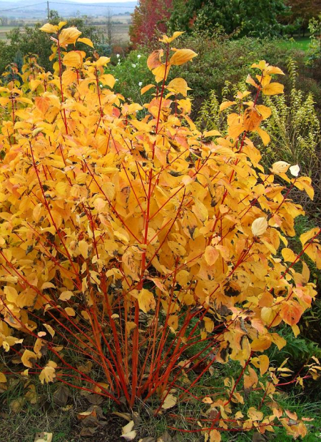 © Hortival Diffusion - Tous droits réservés