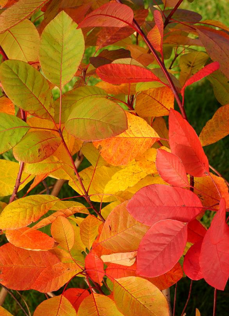 © Hortival Diffusion - Tous droits réservés