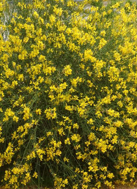 © Hortival Diffusion - Tous droits réservés