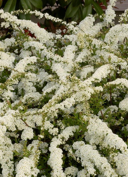 © Hortival Diffusion - Tous droits réservés