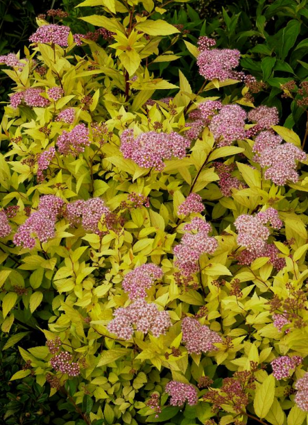 © Hortival Diffusion - Tous droits réservés