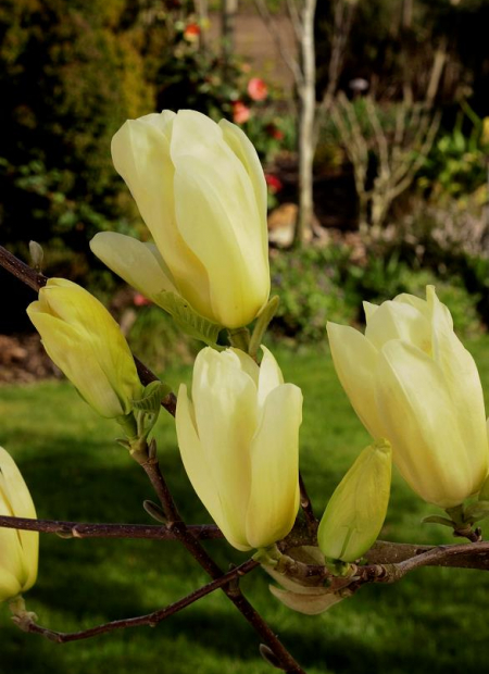 © Hortival Diffusion - Tous droits réservés