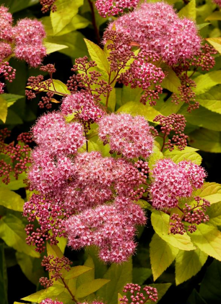 © Hortival Diffusion - Tous droits réservés