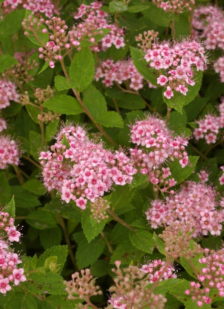 © Hortival Diffusion - Tous droits réservés