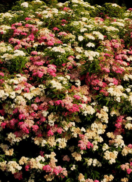 © Hortival Diffusion - Tous droits réservés