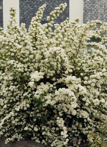 © Hortival Diffusion - Tous droits réservés