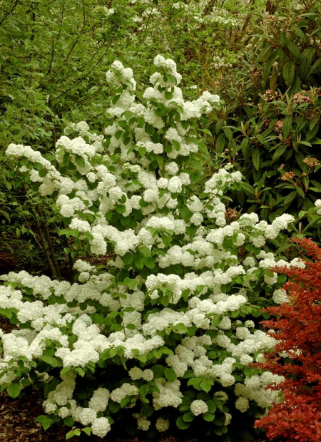 © Hortival Diffusion - Tous droits réservés