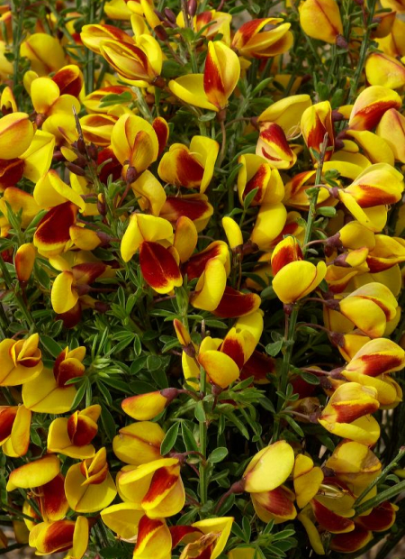 © Hortival Diffusion - Tous droits réservés